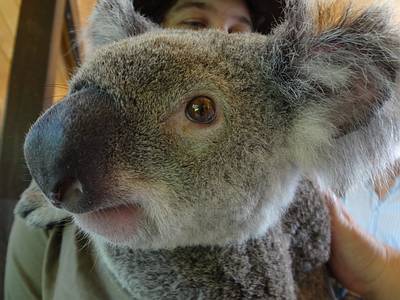 Australien Koala