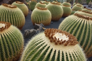 Lanzarote Jardin del Cactus Jardin de Cactus