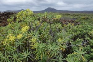 Lanzarote Monte Corona Monte Corona