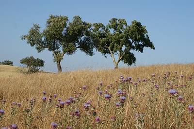 Portugal Landschaft