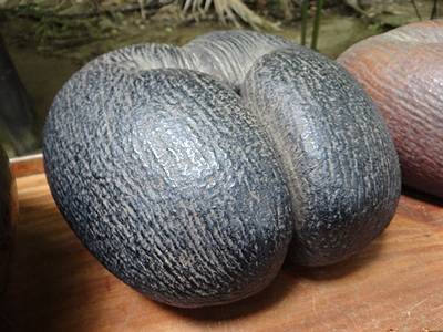 Seychellen Coco de Mer