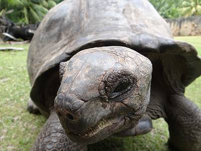 Seychellen Schildkröte