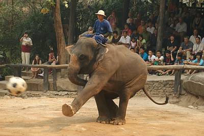 thailand fussball elefant