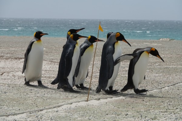 © VLife Blog vlife.blog Falkland – Markierungen wie Seile und Fähnchen sollen verhindern, dass die Besucher den Pinguinen zu nahe kommen. Doch denen ist das egal!