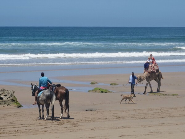 © VLife Blog vlife.blog Am Strand von Taghazout kann auf Kamelen und Pferden geritten werden.