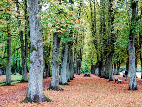 © VLife Blog vlife.blog Baumallee im Park von Schloss Nordkirchen.