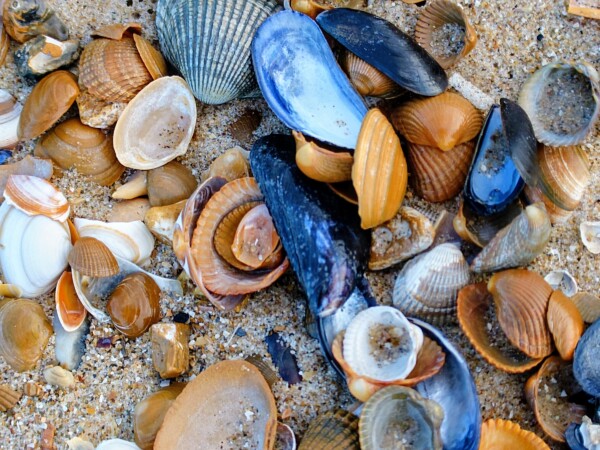© VLife Blog vlife.blog Belgien Muscheln in allen Variationen am Strand von Knokke-Heist.