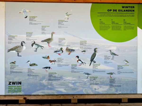 © VLife Blog vlife.blog Belgien Viele Vogelarten überwintern im Nationalpark Zwin.