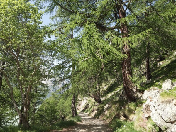 © VLife Blog vlife.blog Bike- und Wanderstrecke durch Lärchenwälder entlang des Lago Moulin.