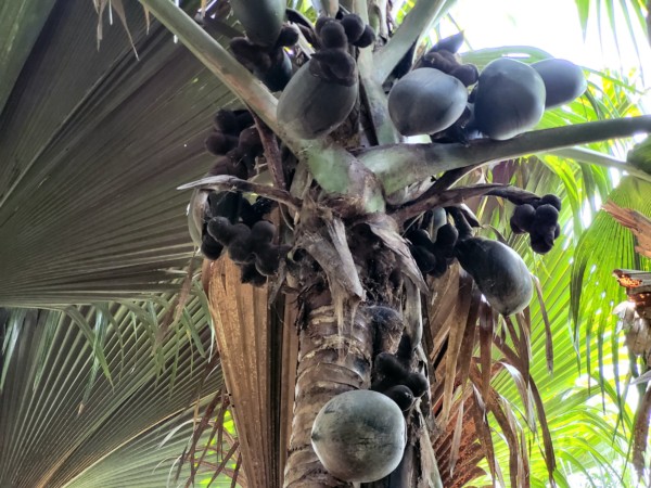 © VLife Blog vlife.blog- Die Coco de Mer wächst nur auf den Seychellen-Palmen auf den Inseln Praslin und Curieuse.