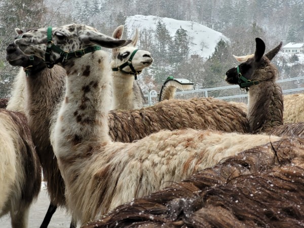 © VLife Blog vlife.blog Die Lamas der Familie Fedier-Infanger in Bristen sind bereit für das Trekking in der Winterlandschaft.