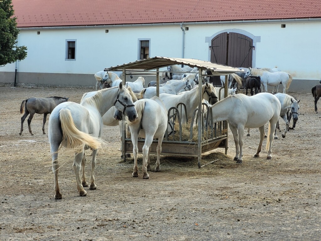 © VLife Blog – vlife.blog Die Lipizzaner Stuten und ihren Fohlen auf dem berühmten Gestüt in Lipica.
