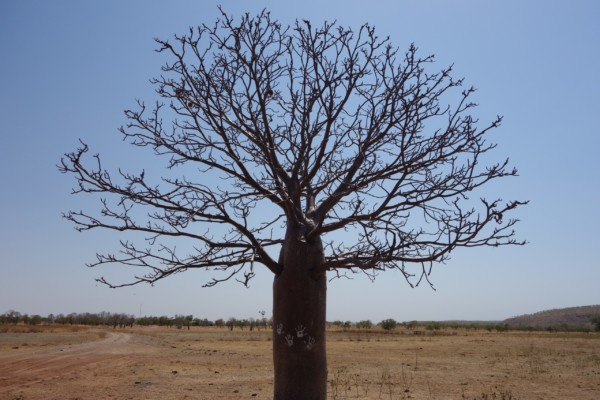 © VLife Blog vlife.blog Ein grosser Boab Baum steht am Eingang zur riesigen Rinderfarm Digger’s Rest.