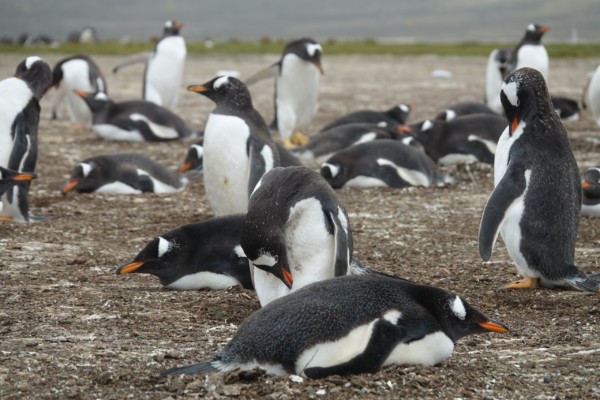 © VLife Blog vlife.blog Falkland – Am Volunteer Point brüten neben den Königspinguinen auch andere Arten, wie zum Beispiel Esels- oder Magellan-Pinguine.