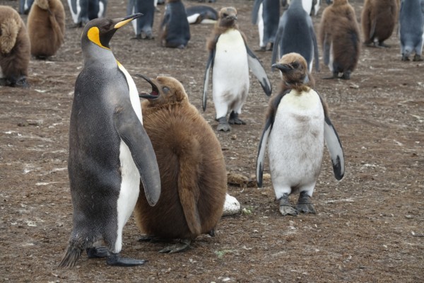 © VLife Blog vlife.blog Falkland – Lautstark betteln die Jungtiere bei den Elterntieren um Futter.
