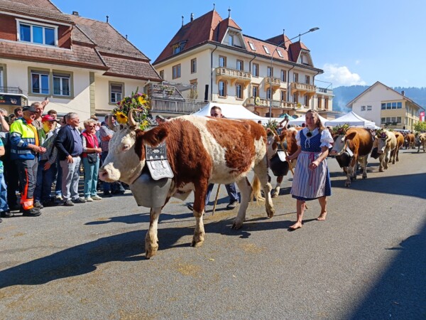 © VLife Blog vlife.blog Festlicher Alpabzug mit geschmücktem Vieh durch das Dorf Plaffeien.