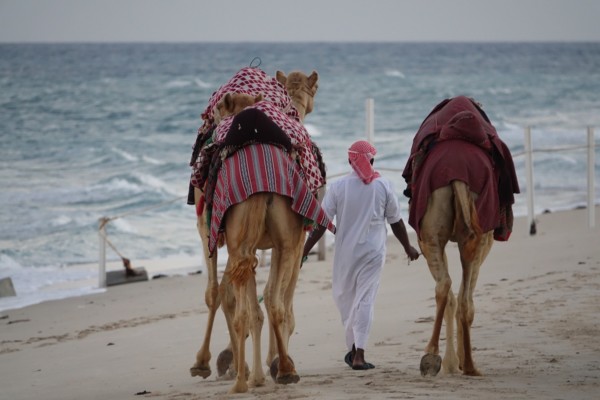 © VLife Blog vlife.blog – Kamele am Strand in Qatar.
