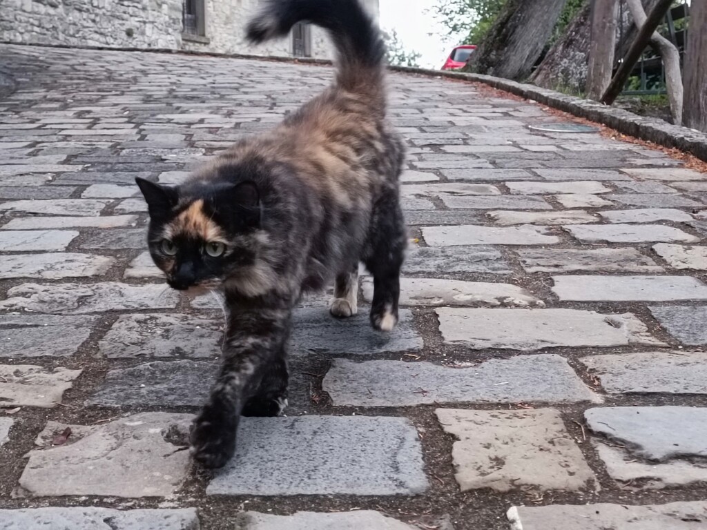 © VLife Blog vlife.blog – Museums-Katze Michaela begrüsst die Besucher des Geburtshauses von Michelangelo. Bahamas Martini