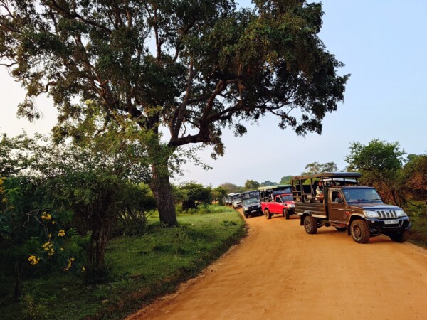 © VLife Blog vlife.blog Sri Lanka Auf Safari im Yala National Park.
