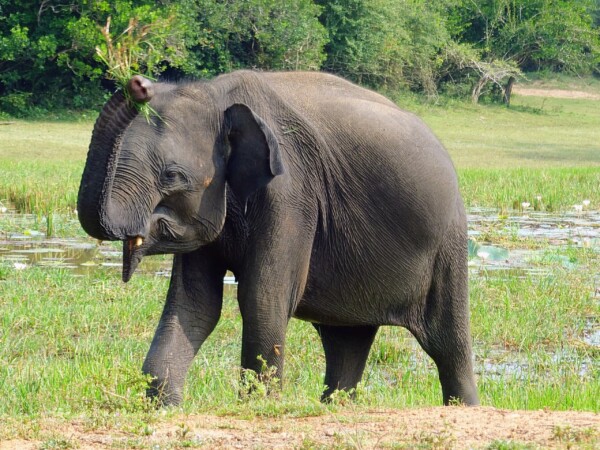 © VLife Blog vlife.blog Sri Lanka Elefanten-Begengung während der Safari im Yala National Park.