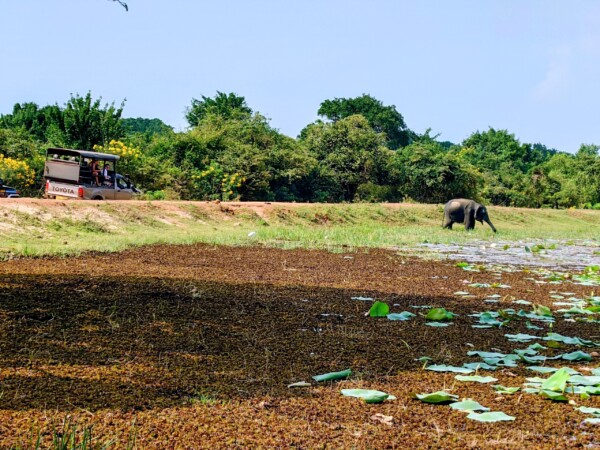 © VLife Blog vlife.blog Sri Lanka Während der Safari im Yala National Park können wilde Elefanten beobachtet werden.