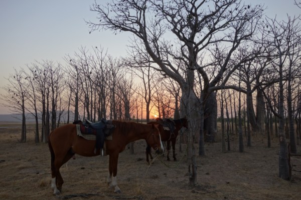 © VLife Blog vlife.blog Stimmungsvoller Sonnenuntergang auf der Rinderfarm Digger’s Rest Station.