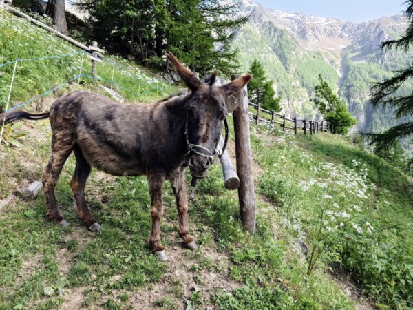 © VLife Blog vlife.blog Tierische Begegnungen auf der Alpe Rebelle im Valpelline.
