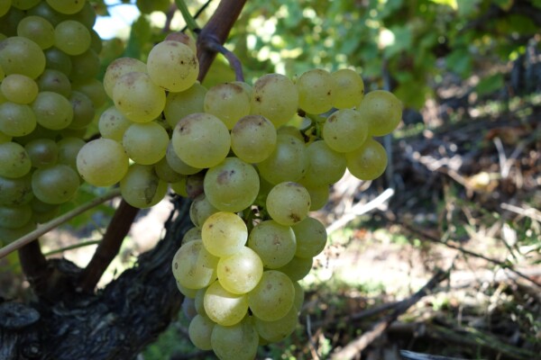 © VLife Blog vlife.blog Nur die besten Chasselas-Trauben werden zu Spitzenweinen gekeltert. Bahamas Martini